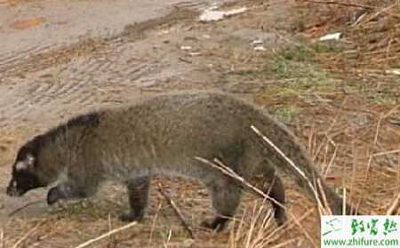 养果子狸的市场前景