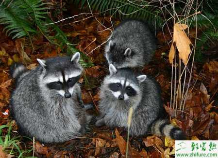 养果子狸的利润