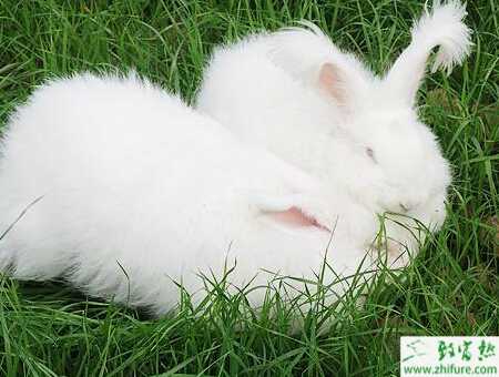 如何养长毛兔？有哪些注意事项？