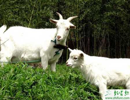 养山羊的市场前景