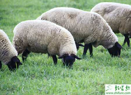 养绵羊赚钱吗？