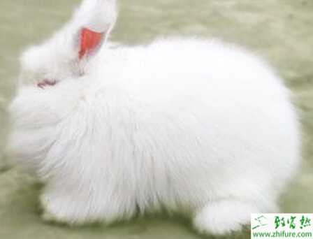 长毛兔兔场建设怎么进行?兔笼舍有哪些需要注意的?