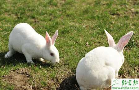 獭兔兔舍怎么建设?兔舍内设备有哪些?有哪些需要注意的?