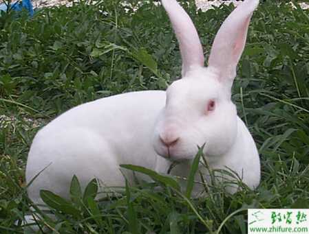 2015年养獭兔怎么样?赚钱吗?