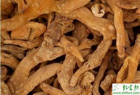 黄精的栽培和田间管理