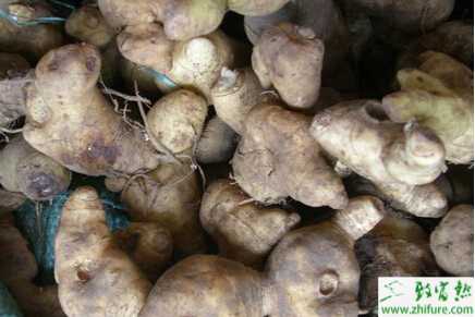 黄精如何栽培才能高产