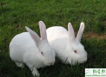 肉兔怎么养？有哪些需要注意的？