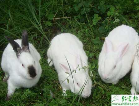 肉兔可以散养吗？怎么散养？有哪些优点和缺点？