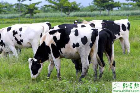 养奶牛的有国家补贴吗?补贴政策都有哪些?