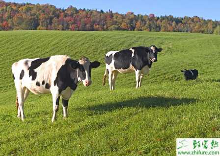 奶牛怎么养?有哪些注意事项?