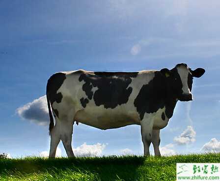 夏季怎么提升养奶牛效益？有哪些注意事项？