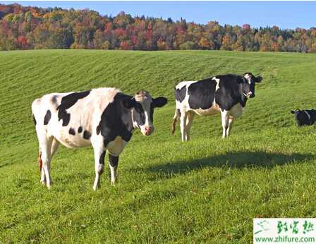 奶牛怎么配种？有哪些注意事项？