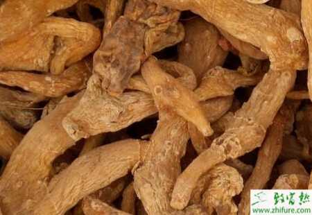 黄精叶斑病症状和防治