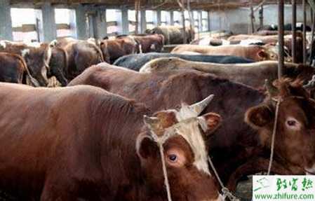 养肉牛国家有补贴吗?有哪些补贴?