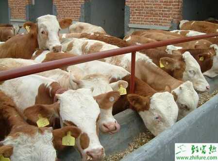 肉牛怎么养?有哪些需要注意?