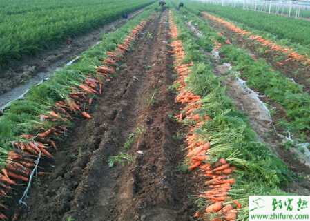 胡萝卜的秋季田间管理要点