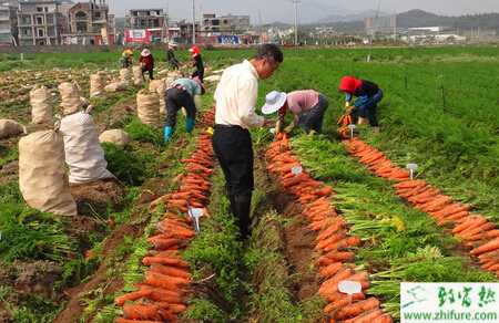 胡萝卜春季怎么栽培才能高产