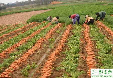 胡萝卜规范化种植管理技术