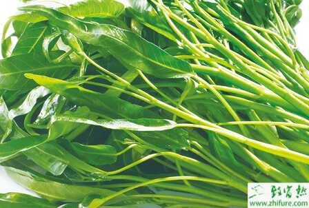 空心菜白锈病的症状及防治