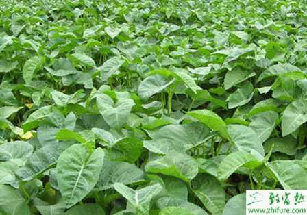 空心菜的规范化栽培技术