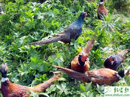 山鸡怎么养?有哪些需要注意的?