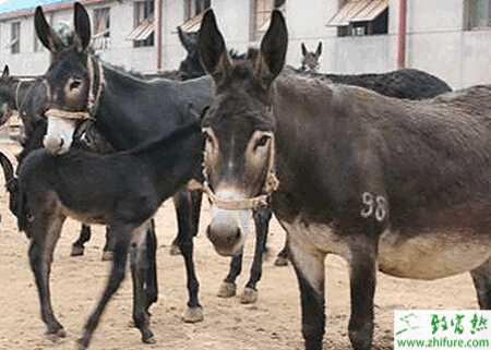 驴怎么养？有哪些需要注意的？