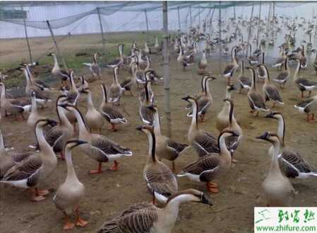 大雁怎么养？有哪些需要注意的？