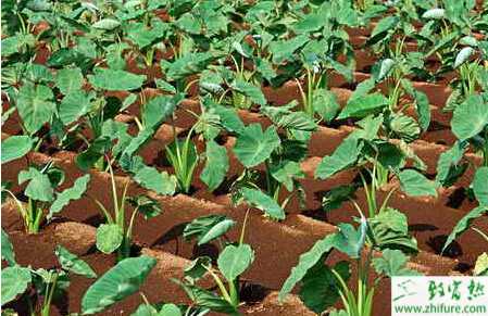 芋头怎么栽培能高产