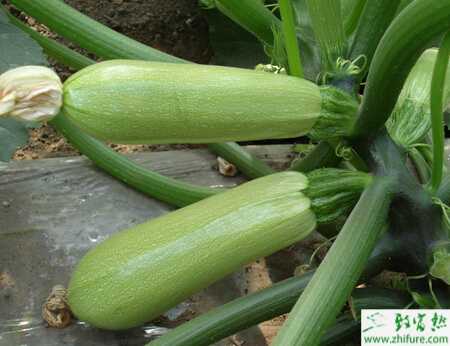 西葫芦灰霉病的综合防治