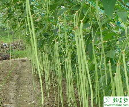 豆角如何栽培能高产