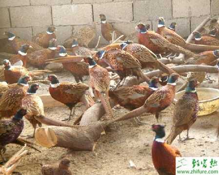 山鸡育雏方式有哪些？育雏有哪些注意事项？