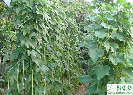 豆角怎么种植能多坐荚