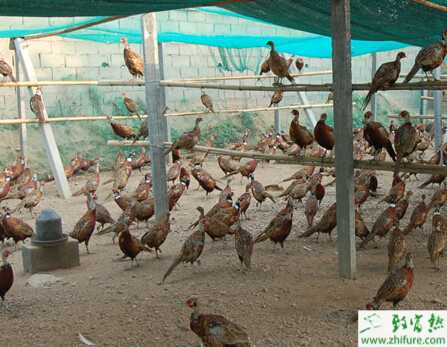 山鸡养殖场怎么建设？场地选择要遵循哪些原则？