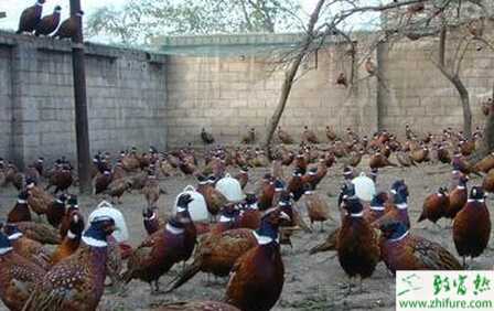 山鸡饲料怎么配制?自配山鸡饲料的有哪些注意事项?