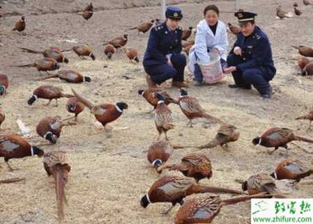 野鸡怎么养？有哪些需要注意的？