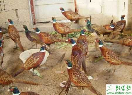 养野鸡需要办理证件吗?需要办什么证?