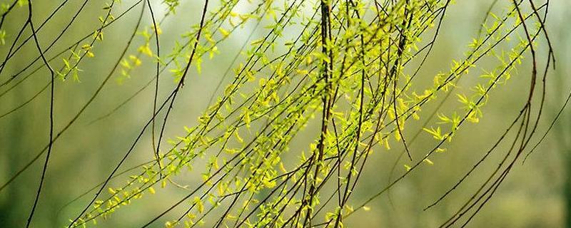 柳树传播种子的方法有哪些，不同品种对应的分布区域各不相同