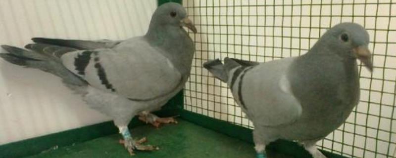 信鸽养殖技术有哪些，它们为什么需要喂食保健砂