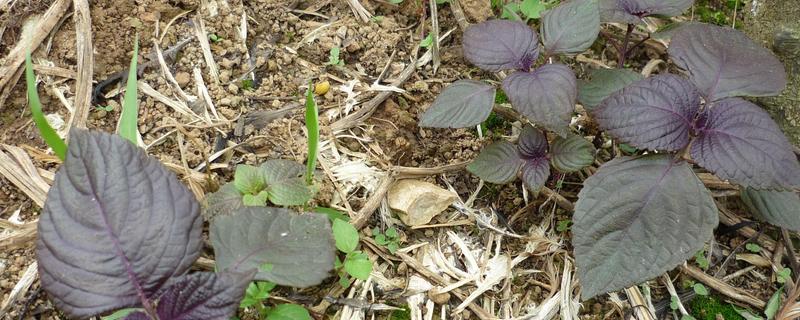 紫苏的种植方法和播种时间，它是喜光植物且环境适应能力非常强