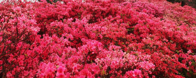 杜鹃花到底能不能食用，附带介绍其常见的五大品系有哪些