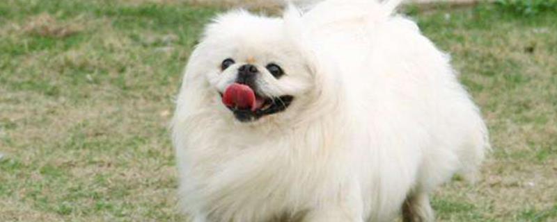 北京犬的市场价格是多少钱一只，它的主要饲养缺点具体有哪些