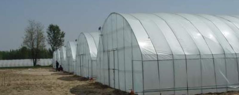 大棚蔬菜种植成本具体是多少，大棚种植过程中的注意事项有哪些