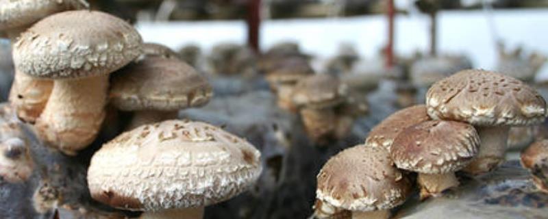 食用菌种植的利润到底怎么样，目前哪种菌类的市场前景更加广阔