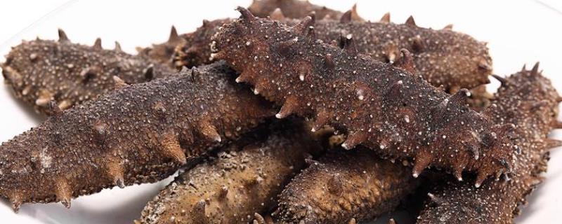 辽参和海参之间有什么区别，应该如何去鉴别真正的辽参