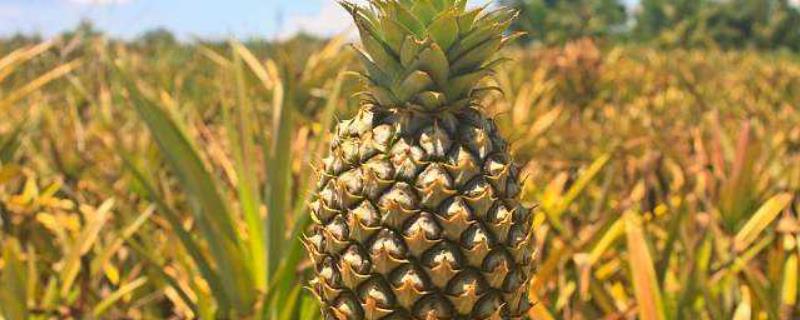 如何进行菠萝的种植，利用整形素溶液来培育幼苗