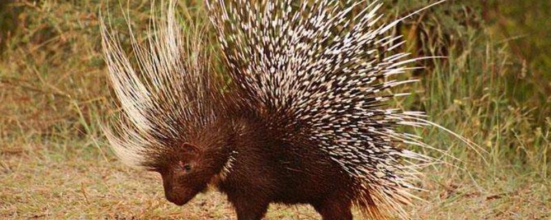 豪猪养殖的未来发展方向、市场前景究竟怎么样，这里附带详细的养殖核心要点