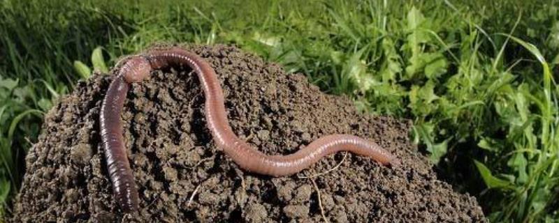 猪粪养殖蚯蚓的专业技术有哪些，猪粪的质量要求必须要高，发酵过程中需要进行翻堆处理