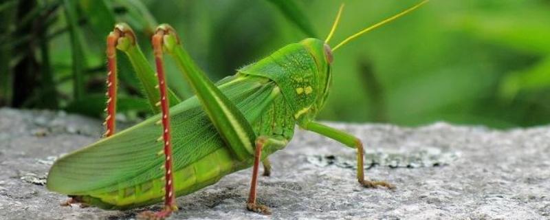 蚂蚱养殖技术有哪些，选择品种非常重要，必须注意防止其逃跑