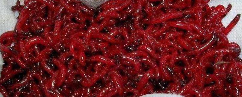 红虫挂钩的方法有哪些，母虫身体比较细长，这种绑把方式非常方便