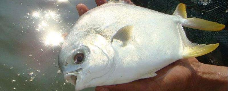 现在鲳鱼大概多少钱一斤，以及鲳鱼未来的市场养殖前景如何